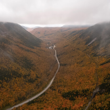 Aerial view of a valley full of golden trees with a meandering river in the center
