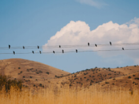 Black birds sitting on telephone wires above a golden field with a royal blue sky