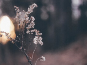 Close up of a plant with thin branches leading to small white flowers