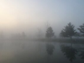 Trees next to a body of water shrouded in fog