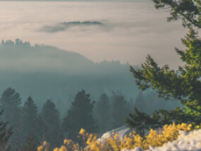 Yellow flowers in the foreground with green forests and fog in the background