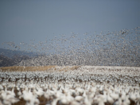 A field with hundreds/thousands of birds with many birds taking off in the background